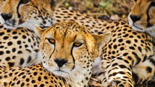 12 zwierzęcych finalistów walczy o tytuł ulubieńca publiczności w stołecznym ZOO