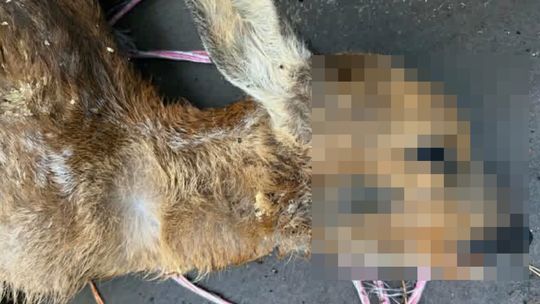 Chcieli uratować młodą sarnę. Pomoc człowieka zakończyła się tragicznie