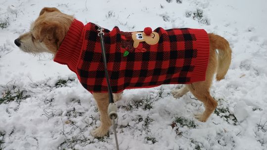 Chemiczne odśnieżanie kontra piasek. Czytelniczka: „Mój pies piszczy z bólu”