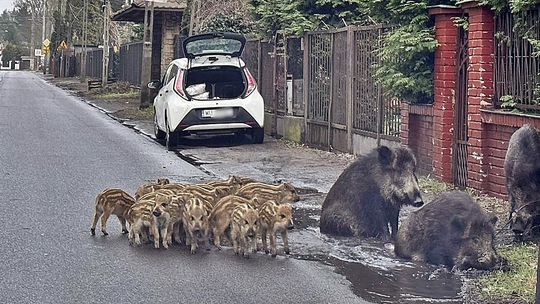 Co z decyzją starosty o odstrzale dzików? Co robią w tej sprawie władze Otwocka?