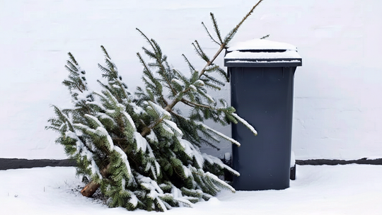 Co zrobić z choinką po świętach? Są konkretne rozwiązania