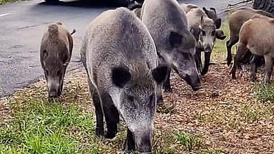Czy będzie odstrzał 400 dzików z noktowizorami? W tych pięciu strefach mogą paść strzały!