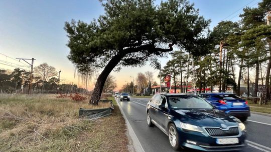 Czy słynna sosna w Falenicy przetrwa modernizację linii kolejowej?