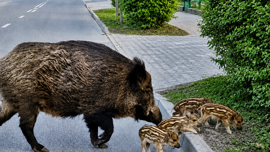 Dzik miał zaatakować dziecko na rowerze. Jest decyzja o odstrzale w Otwocku