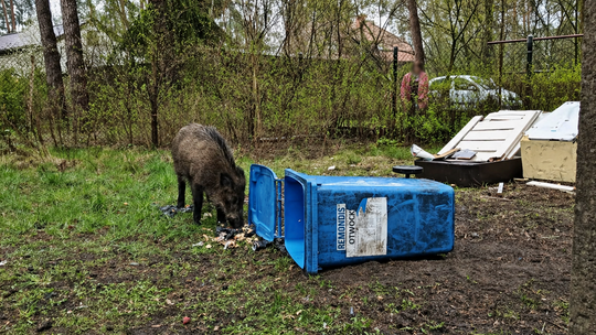 Dzik wpadł do kosza. Interweniowała straż pożarna i policja