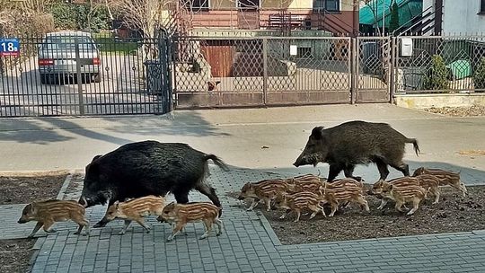 Dziki na celowniku! Kto zapłaci za odstrzał?