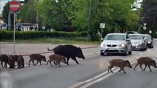 Gdzie się nie obejrzeć tam dziki! Samorząd planuje odstrzał. Jest petycja!