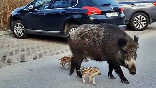 Ile dzików zastrzelono w Józefowie?