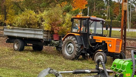 Józefów ratuje drzewa przed masową wycinką wzdłuż linii kolejowej