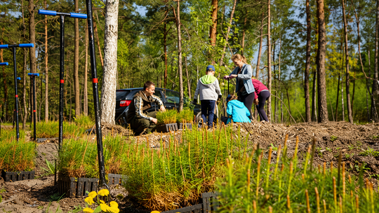 Kolejna akcja sadzenia lasu w Otwocku. Będą też darmowe sadzonki. Gdzie i kiedy?