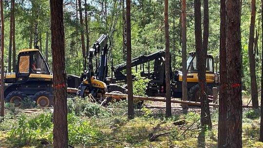 Las między Falenicą a Józefowem do wycinki. Mieszkańcy szykują akcję w terenie