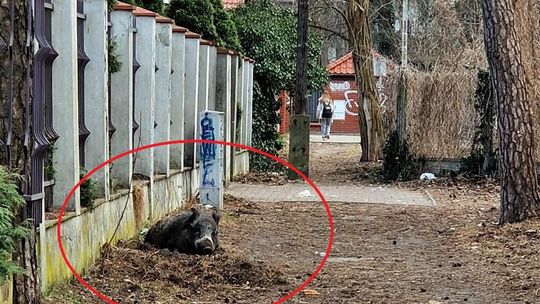 Nie podchodźcie! Locha urodziła młode pomiędzy domami przy osiedlu