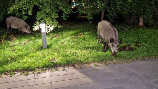 Nocny wypas dzików przy fontannie w centrum miasta
