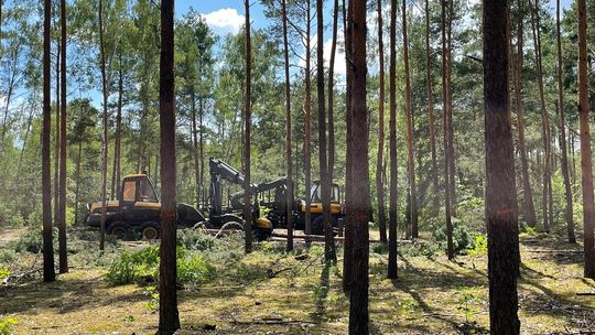 Ogrodzili teren i karczują kilka hektarów lasu w Otwocku