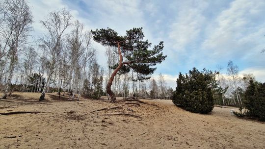 Piękne wrzosowiska niedaleko centrum Otwocka. To idealne miejsce na spacer