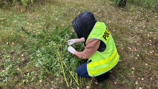 Plantacja marihuany w Otwocku. Narkotyki miały trafiać do szkół