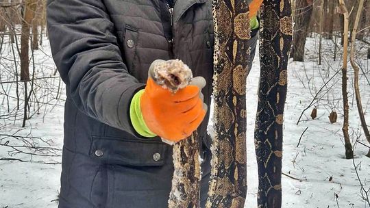 Ponad dwumetrowy pyton leżał wśród drzew. Zwierzę nie miało szans