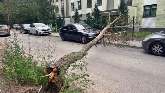 Skutki wichury w powiecie otwockim. Powalone drzewa i awarie prądu