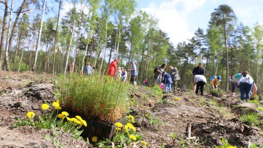 Sadzenie lasu z leśnikami i darmowe sadzonki w Otwocku. Akcja już jutro. Gdzie i kiedy?