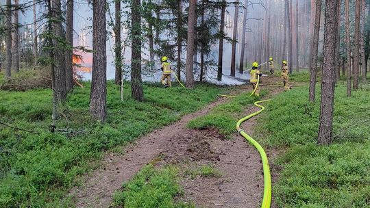 Samolot i strażacy w akcji! Płoną lasy w trzech miejscach