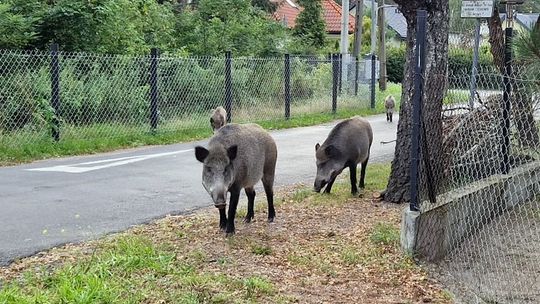Stado dzików chciało rozszarpać psa. Petarda uratowała mu życie