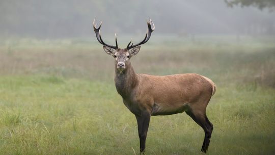 Ten pokaz trzeba zobaczyć! Najpiękniejsze miejsca parku krajobrazowego na zdjęciach – wstęp wolny