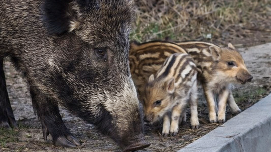 W Józefowie strzelali do dzików. Wawer szuka innych metod