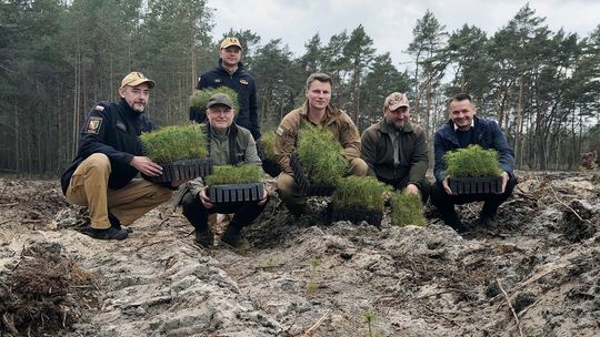 W okolicy Otwocka i Karczewa posadzili tysiące sosen [FOTO]