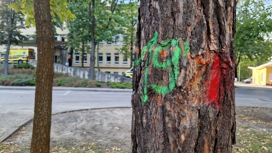 Wytną 70 drzew przy szpitalu w Otwocku. Dlaczego?