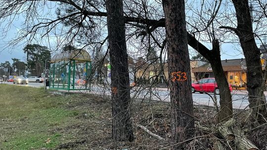 Zaczęła się masowa wycinka drzew. Znika zielony korytarz wzdłuż linii kolejowej