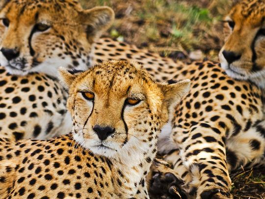 12 zwierzęcych finalistów walczy o tytuł ulubieńca publiczności w stołecznym ZOO