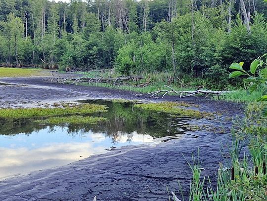 Alarm dla przyrody. Czy malownicze jezioro Torfy wysycha?