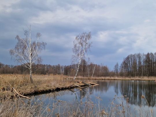 Bagno Całowanie: Urok mokradeł, wieża widokowa i dzikie torfowiska [FOTO]