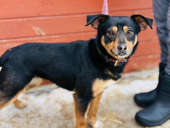 Bazylka ze schroniska w Celestynowie szuka domu Bazylka ze schroniska w Celestynowie szuka domu