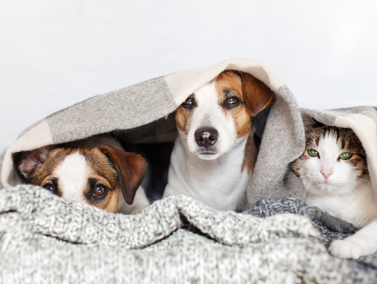 Bezpłatna sterylizacja i czipowanie zwierząt. Rusza nabór w Otwocku Bezpłatna sterylizacja i czipowanie zwierząt. Rusza nabór w Otwocku