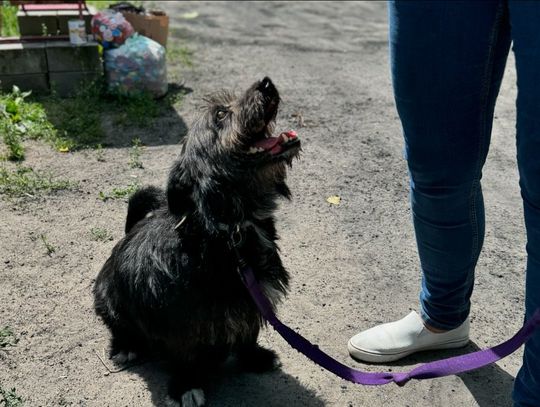 Celestynów. Kto pokocha Żużla?