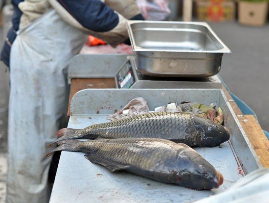 Ceny karpia na Wigilię 2025. Ile kosztuje i gdzie kupić najtaniej?