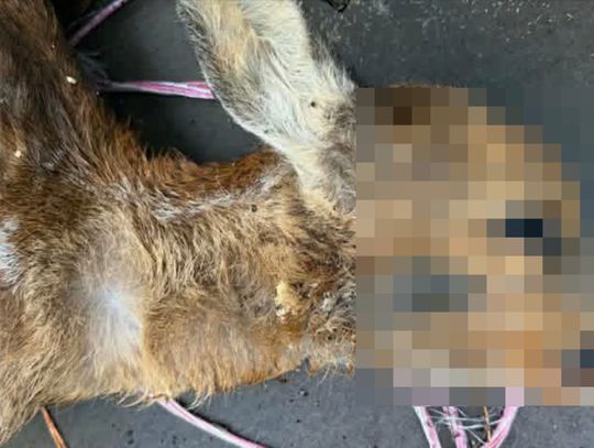Chcieli uratować młodą sarnę. Pomoc człowieka zakończyła się tragicznie