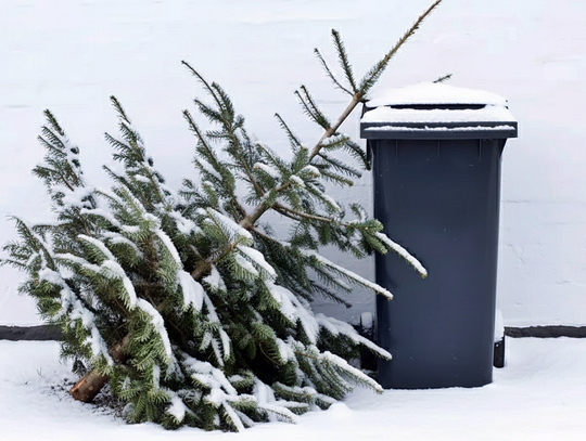 Co zrobić z choinką po świętach? Są konkretne rozwiązania