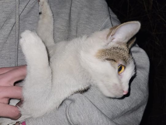 Kot uratował domowników? Mogło dojść do tragedii