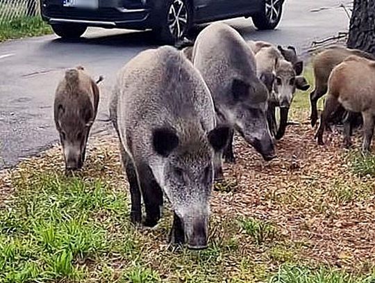 Czy będzie odstrzał 400 dzików z noktowizorami? W tych pięciu strefach mogą paść strzały! Czy będzie odstrzał 400 dzików z noktowizorami? W tych pięciu strefach mogą paść strzały!