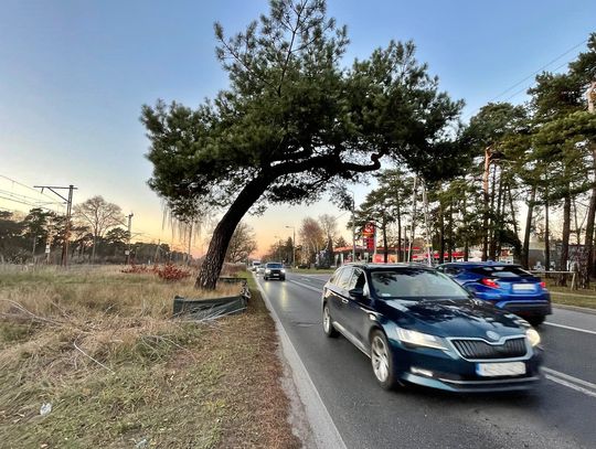 Czy słynna sosna w Falenicy przetrwa modernizację linii kolejowej? Czy słynna sosna w Falenicy przetrwa modernizację linii kolejowej?