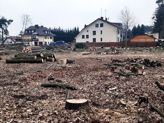 Dlaczego wycięto drzewa? Czy ocalono pomnik przyrody?