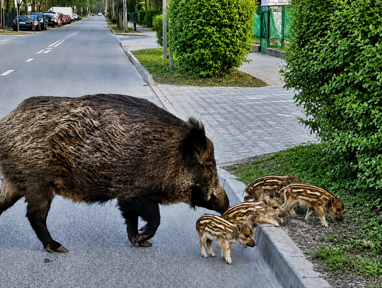 Dzik miał zaatakować dziecko na rowerze. Jest decyzja o odstrzale w Otwocku