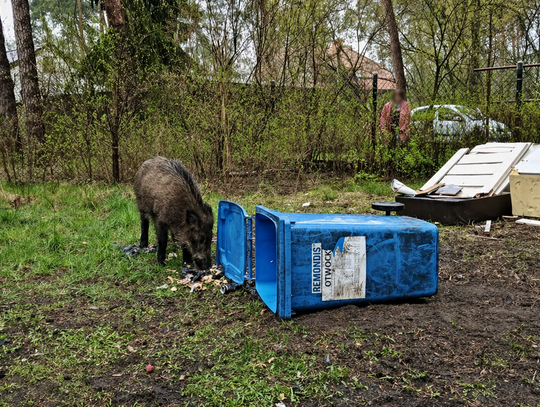 Dzik wpadł do kosza. Interweniowała straż pożarna i policja