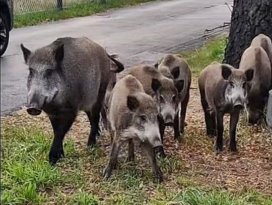 Dziki na celowniku! Jak będzie wyglądał odstrzał w Józefowie, Otwocku i Karczewie?