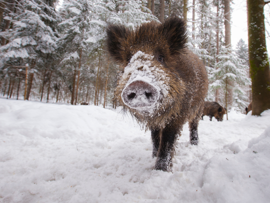 Dzikie zwierzęta wciąż problemem w gminie Karczew