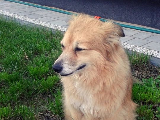 Finał poszukiwań zaginionego Mikiego Finał poszukiwań zaginionego Mikiego