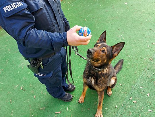 [FOTO] Niko, policyjny pies do zadań specjalnych