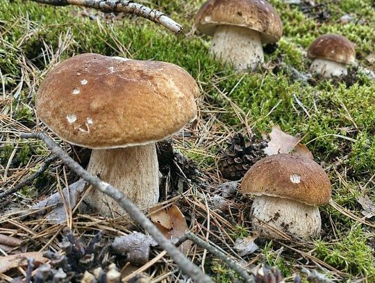 Grzyby już są? Czy warto jechać do lasów w okolicach Otwocka?